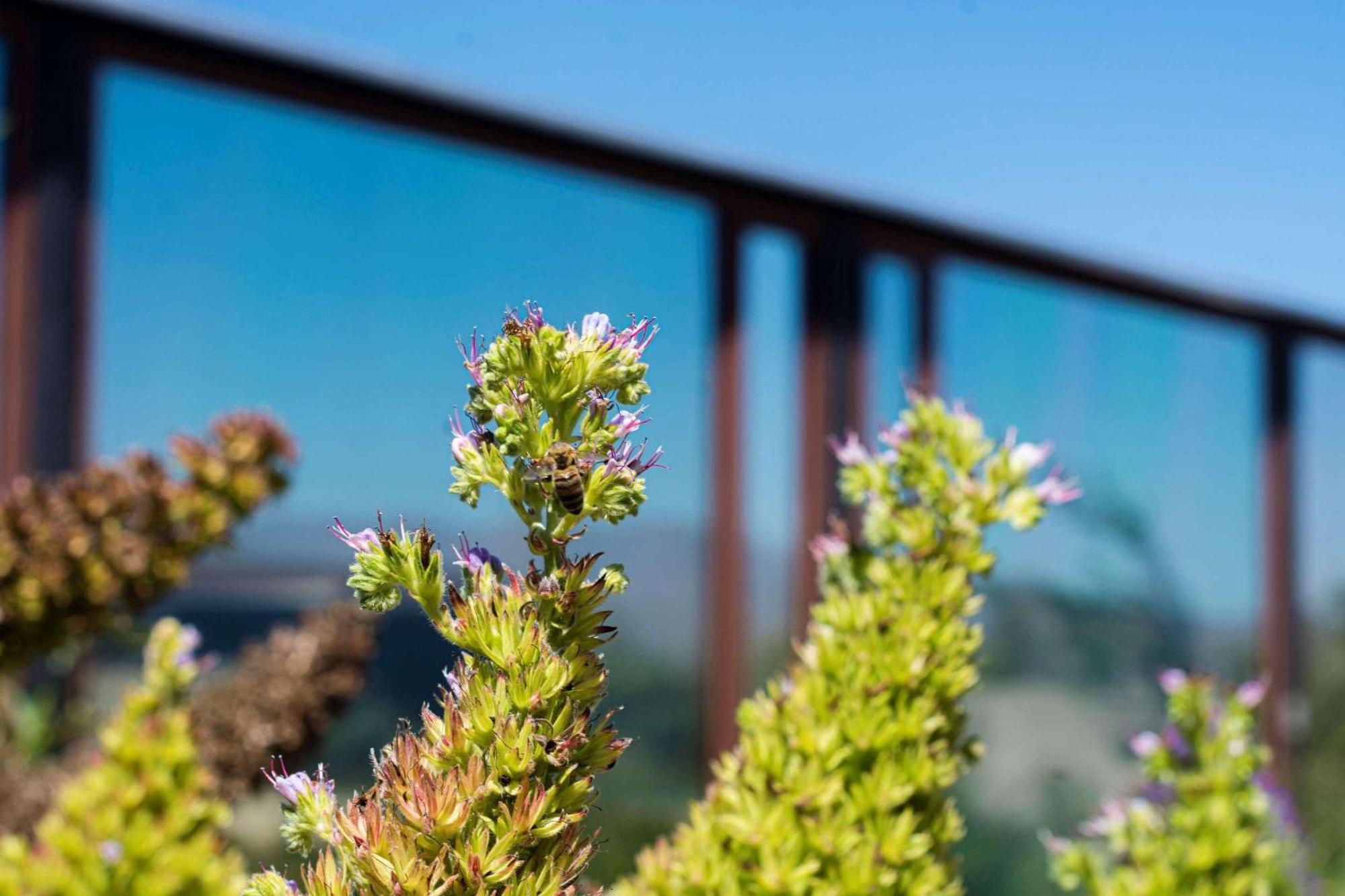 Park Inn By Radisson Los Olivos De Vallenar Dış mekan fotoğraf